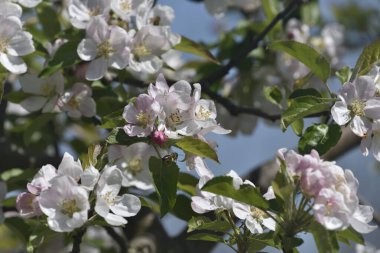 Bir arı, beyaz ve pembe yapraklı narin elma çiçeklerinden polen toplar. Canlı bir ilkbahar, doğayı kutlayan tozlayıcıları kapatıyoruz..