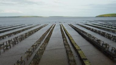 İstiridye çiftçiliği, istiridye kapanları, yüzen ağ torbaları. Drone Aereal View Woodstown plajı, Waterford, İrlanda