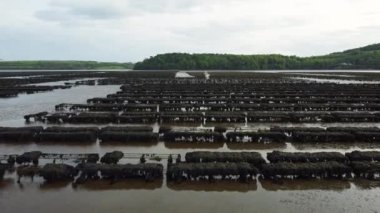 İstiridye çiftçiliği, istiridye kapanları, yüzen ağ torbaları. Drone Aereal View Woodstown plajı, Waterford, İrlanda