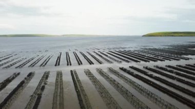 İstiridye çiftçiliği, istiridye kapanları, yüzen ağ torbaları. Drone Aereal View Woodstown plajı, Waterford, İrlanda