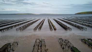 İstiridye çiftçiliği, istiridye kapanları, yüzen ağ torbaları. Drone Aereal View Woodstown plajı, Waterford, İrlanda