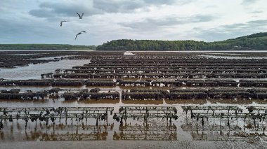 İstiridye çiftçiliği, istiridye kapanları, yüzen ağ torbaları. Drone Hava Görüntüsü Woodstown plajı, Waterford, İrlanda