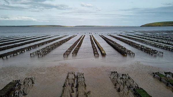 Oyster Farming Oyster Traps Floating Mesh Bags Drone Aereal View Stock Photo