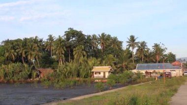 Palmiye ve hindistan cevizi ağacının doğası... Tarla dağının doğuşuyla... güzel orman... Filipinler...