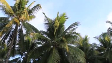 Palmiye ve hindistan cevizi ağacının doğası... Tarla dağının doğuşuyla... güzel orman... Filipinler...