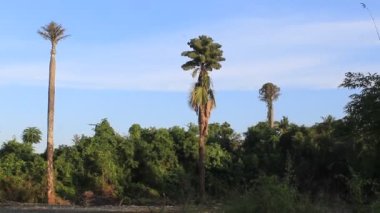Palmiye ve hindistan cevizi ağacının doğası... Tarla dağının doğuşuyla... güzel orman... Filipinler...