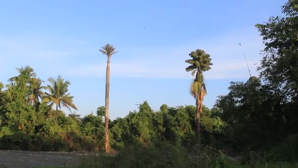 Palmiye Hindistan Cevizi Ağacının Doğası Tarla Dağının Doğuşuyla Güzel Orman — Stok video
