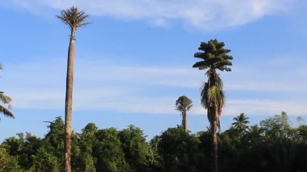 아름다운 아름다운 야자나무와 — 비디오