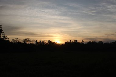 Sunrise Hour on a Land Field in forest background