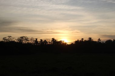 Sunrise Hour on a Land Field in forest background