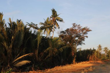 Coconut Tree on a Forest field in Sunrise Hour Summer