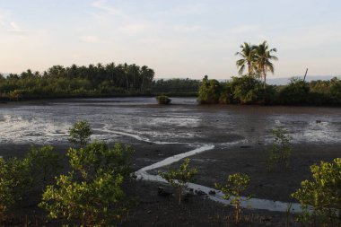 Coconut Tree on a Forest field in Sunrise Hour Summer