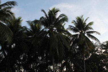 Coconut Tree on a Forest field in Sunrise Hour Summer
