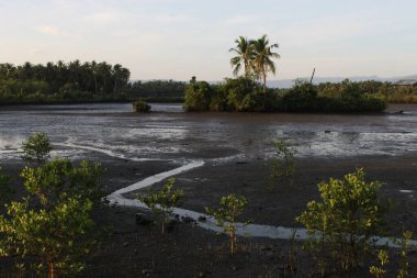 Coconut Tree on a Forest field in Sunrise Hour Summer
