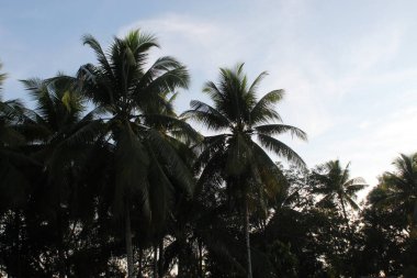 Coconut Tree on a Forest field in Sunrise Hour Summer