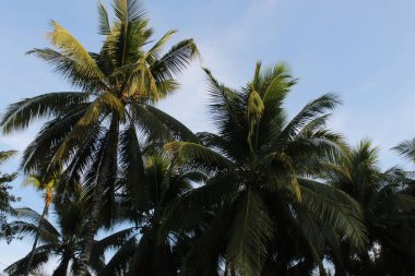 Coconut Tree on a Forest field in Sunrise Hour Summer