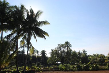 Coconut Tree on a Forest field in Sunrise Hour Summer
