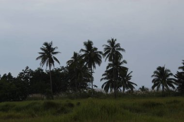 The Palm Tree on Land field in a rice field area