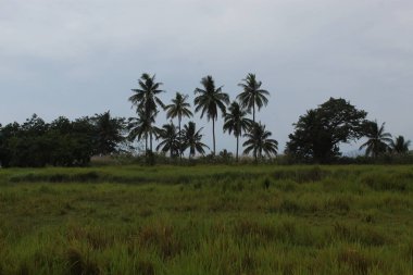 The Palm Tree on Land field in a rice field area