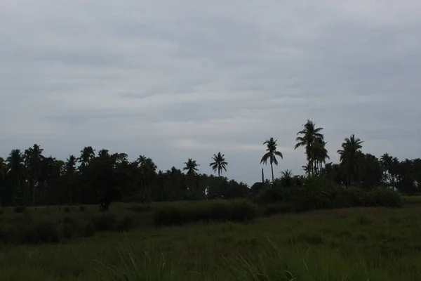 The Palm Tree on Land field in a rice field area