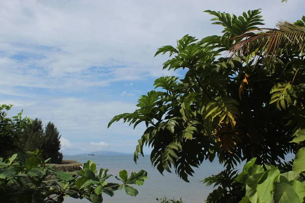 Green Garden Palm Tree Paradise Met Een Blue Sky Filipijnen — Stockfoto