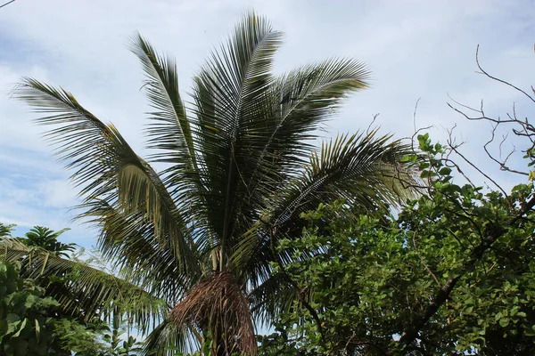Green Garden Palm Tree Στον Παράδεισο Ένα Blue Sky Φιλιππίνες — Φωτογραφία Αρχείου