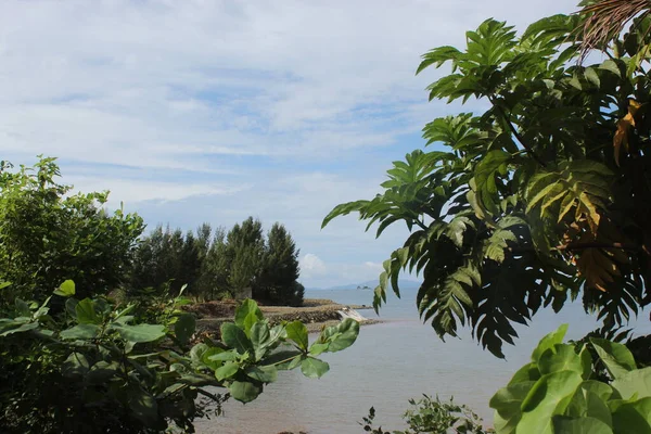 Green Garden Palm Tree Paraíso Con Cielo Azul Filipinas —  Fotos de Stock