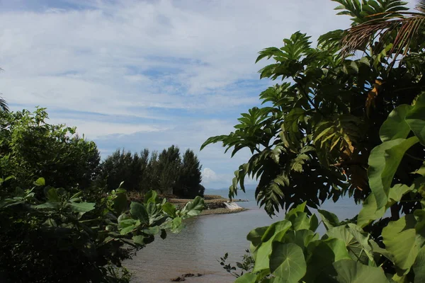 Green Garden Palm Tree Paradise Blue Sky Филиппины — стоковое фото