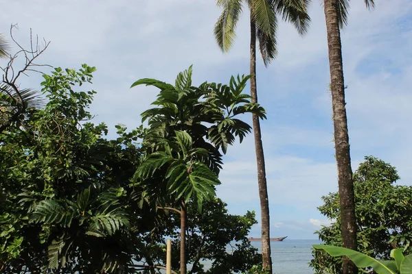 Cennet Mavi Gök Filipinleri Olan Yeşil Bahçe Palmiyesi — Stok fotoğraf