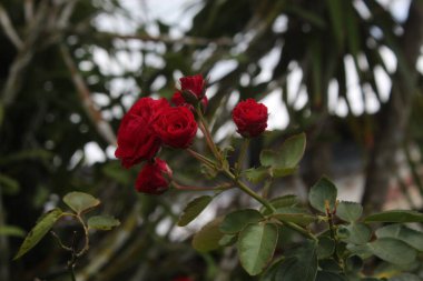 Kutlama bitkileri doğa dekorasyonu olay parti güzel çiçek