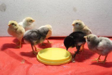 Piliçlerle beslenme saati 3 gün önce doğdu.