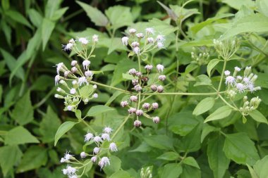 Vahşi yaprak Ormandaki Güzel Çiçek