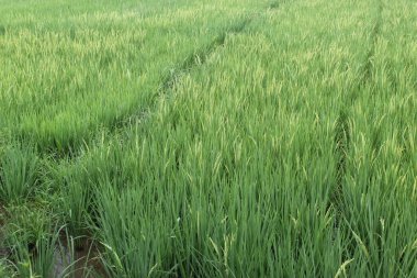 Mindanao 'da pirinç tarlası büyük ölçekli