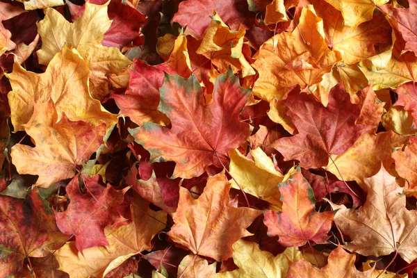 Podzimní Pozadí Barevné Javorové Listy Zobrazení Shora Dolů — Stock fotografie