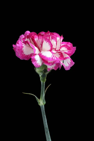 White Carnation Magenta Edges Petals Isolated Black Background — Stock Photo, Image