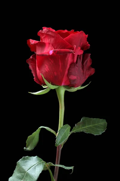 Μεγάλο Μαρμαροειδές Κόκκινο Τριαντάφυλλο Μαύρο Φόντο Κοντινό Πλάνο Μακρό — Φωτογραφία Αρχείου