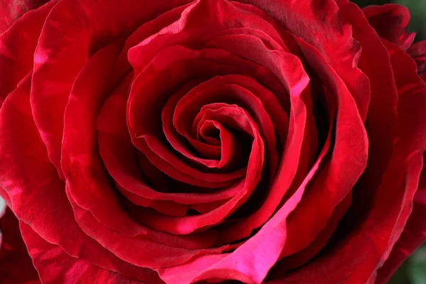 Καρδιά Ενός Μεγάλου Μαρμαροειδούς Κόκκινου Τριαντάφυλλου Κοντινό Πλάνο Μακρό — Φωτογραφία Αρχείου
