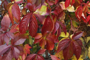 Sonbahar - kırmızı, sarı, turuncu, yeşil yapraklar Virginia sarmaşığında. Yakın çekim.