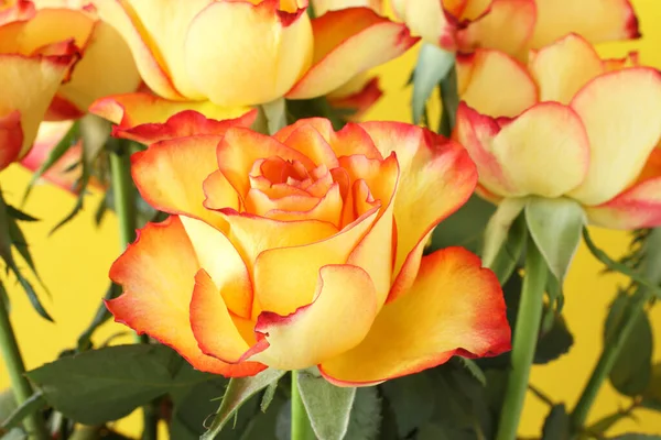 Желтые Розы Красными Краями Лепестков Изолированы Желтом Фоне — стоковое фото