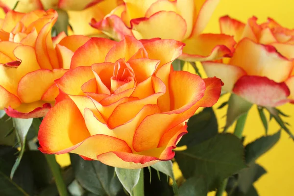 Желтые Розы Красными Краями Лепестков Изолированы Желтом Фоне — стоковое фото