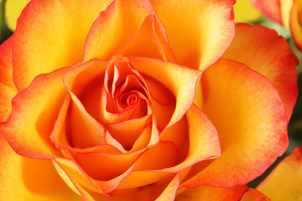 Stock image Yellow rose with red edges of petals isolated on yellow background 