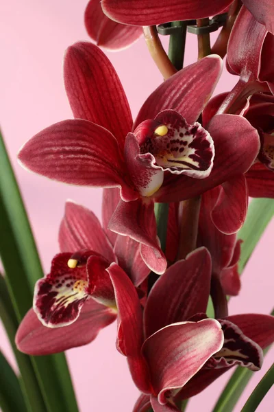 Orchidea Viola Phalaenopsis Isolata Sfondo Rosa Primo Piano — Foto Stock