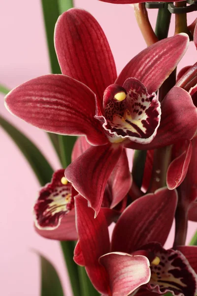 Purple Orchid Phalaenopsis Geïsoleerd Roze Achtergrond Sluitingsdatum Rechtenvrije Stockafbeeldingen