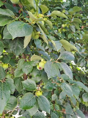 Bahçede yetişen hurma ağacındaki yeşil meyveler. Telefon kamerasıyla çekilmiş. Yakın çekim.