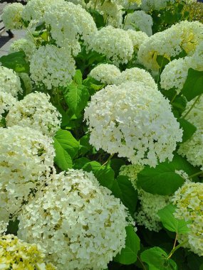 Parktaki Beyaz Ortanca çalıları. Yaz. Telefon kamerasıyla çekilmiş. Yakın çekim.