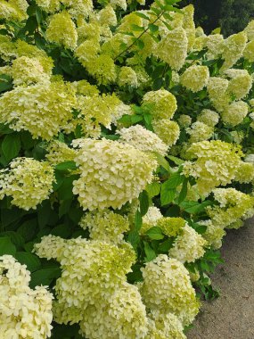 Parktaki Beyaz Ortanca çalıları. Yaz. Telefon kamerasıyla çekilmiş. Yakın çekim.