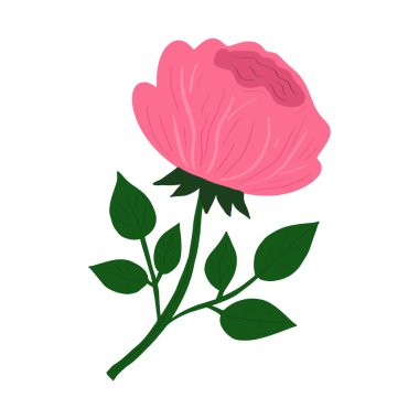 Güzel El Çekimi Pembe Gül. Beyaz Arkaplanda İzole Edilmiş Basit Biçimli Tek Çiçek Vektörü ResmiComment.