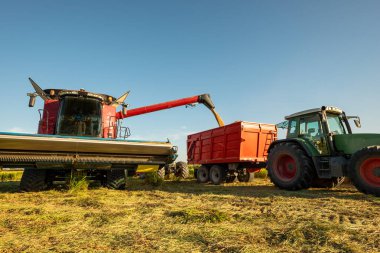 Hasatçıları birleştirip İtalyan tarlasında karavana pirinç naklediyorlar. Piedmont 'ta hasat döneminde modern tarım makineleri iş başında.