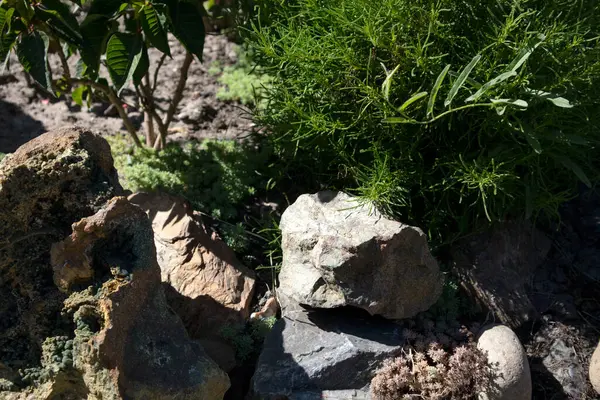 Güneşli bahçede parlak yeşil bir thuja çiti.