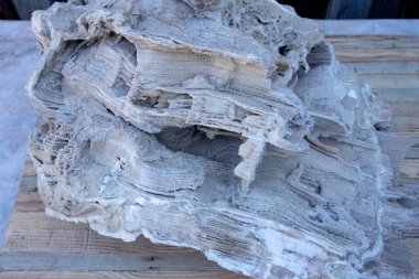 Ancient old petrified wood, excavation, minerals, as nice background close up front view Narrow focus line, shallow depth of field macro